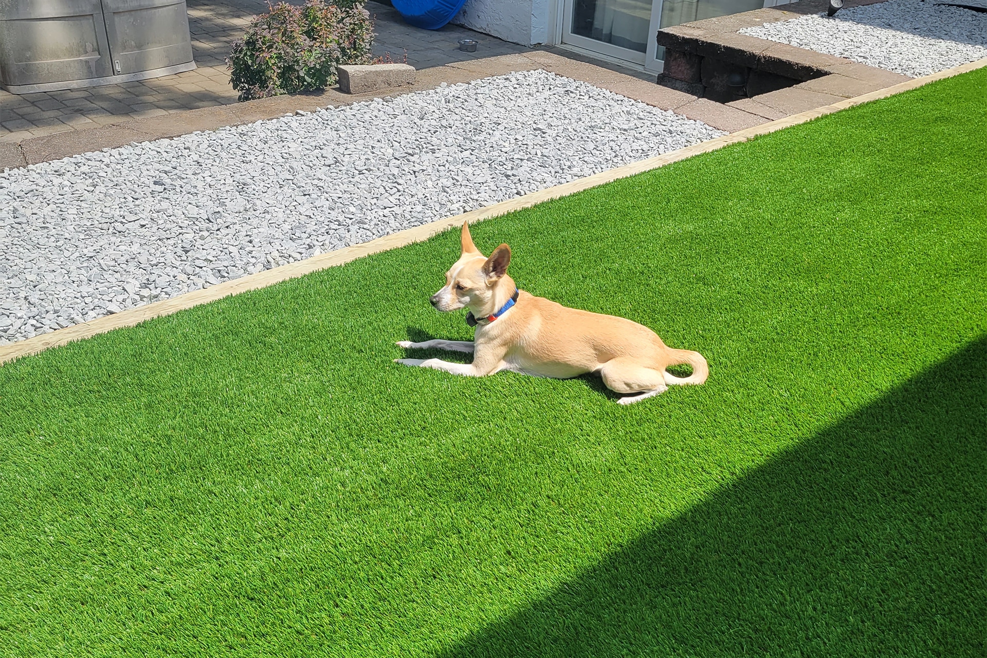 Pet Friendly Artificial Turf Installation in Spring, TX